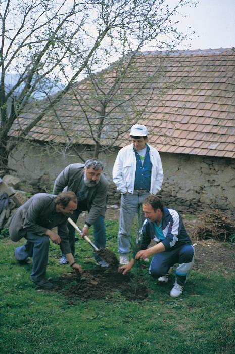 Tree planting in Mogyoróska